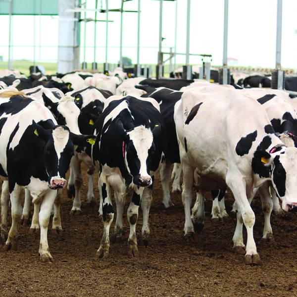 Holstein | Dost Mezat