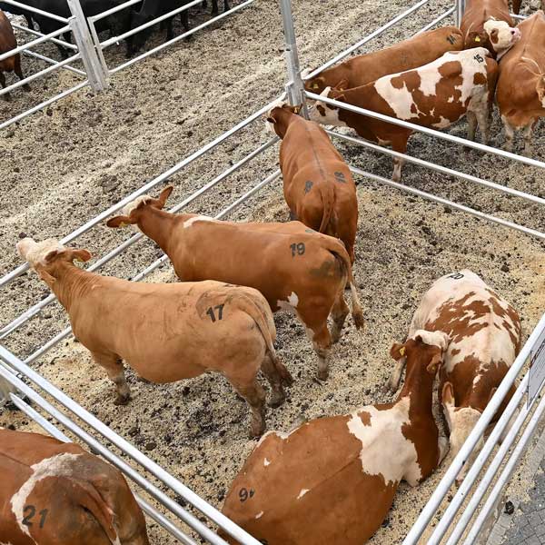 Simental | Dost Mezat