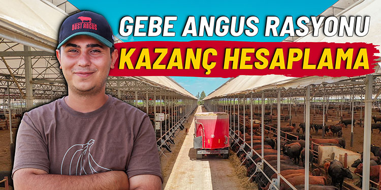 Gebe Anguslar Gelir-Gider Hesabı ( Genel Giderler Hariç) / Günlük Rasyon Maliyeti